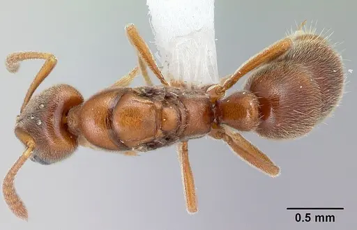 Hypoponera spei - CASENT0217350