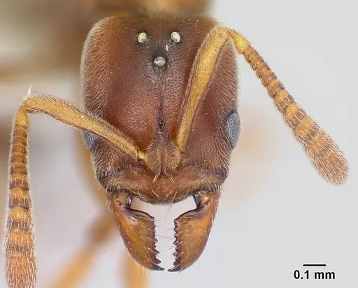 Hypoponera spei - CASENT0217350