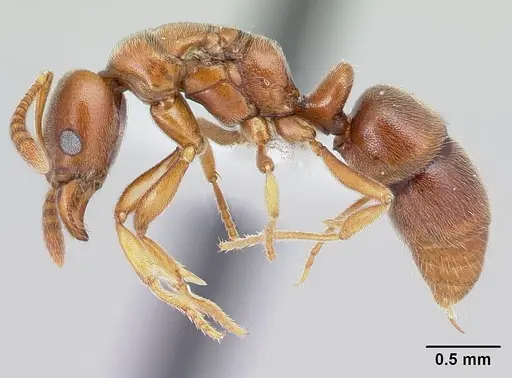 Hypoponera spei - CASENT0217350