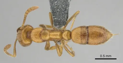 Hypoponera spei - CASENT0259084