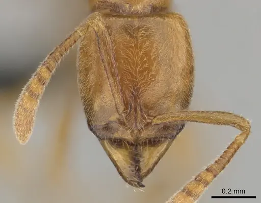 Hypoponera spei - CASENT0259084