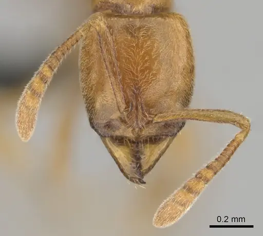 Hypoponera spei - CASENT0259084