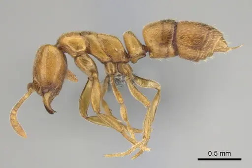 Hypoponera spei - CASENT0259084