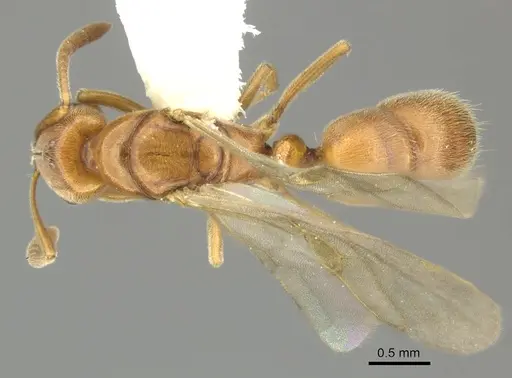 Hypoponera spei - CASENT0270532