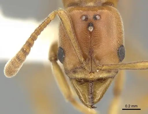 Hypoponera spei - CASENT0270532