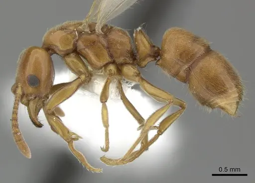 Hypoponera spei - CASENT0270532