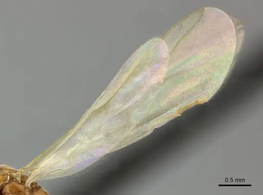 Hypoponera spei - CASENT0270532