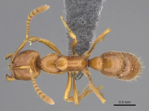 Hypoponera spei - CASENT0785139