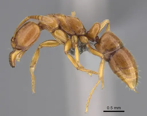 Hypoponera spei - CASENT0785139