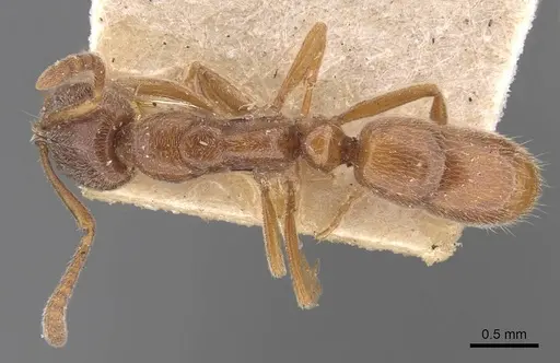 Hypoponera spei - CASENT0907323