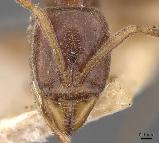 Hypoponera spei - CASENT0907323