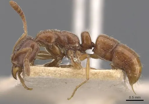 Hypoponera spei - CASENT0907323