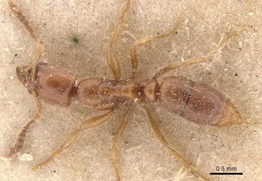 Hypoponera spei - CASENT0907324