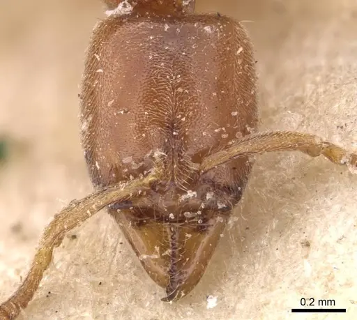 Hypoponera spei - CASENT0907324