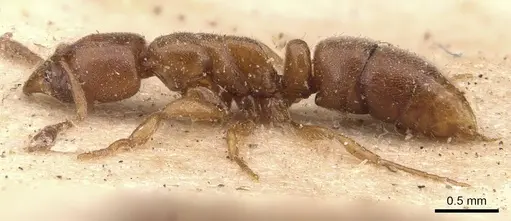 Hypoponera spei - CASENT0907324