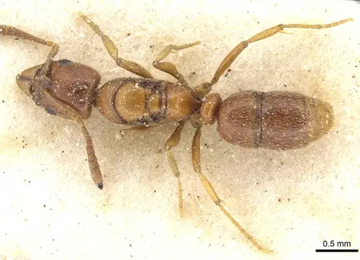 Hypoponera spei - CASENT0915208