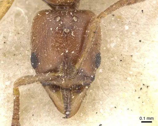 Hypoponera spei - CASENT0915208