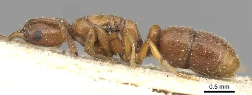 Hypoponera spei - CASENT0915208