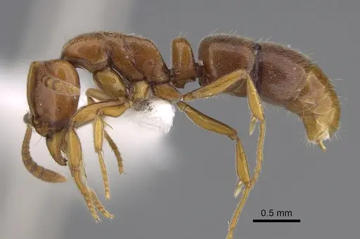 Hypoponera spei - CASENT0923396