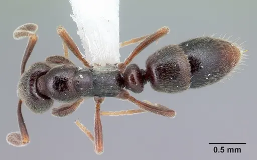 Hypoponera sulcatinasis specimen