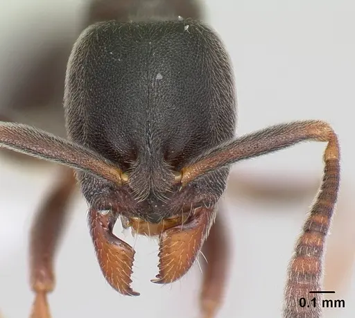 Hypoponera sulcatinasis specimen