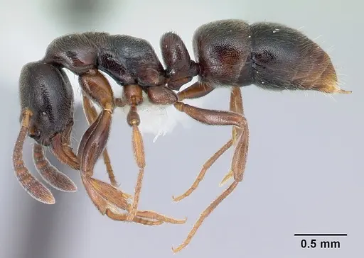 Hypoponera sulcatinasis specimen