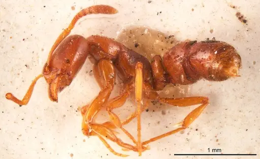 Hypoponera sulciceps specimen
