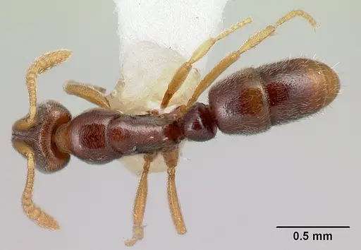 Hypoponera surda specimen