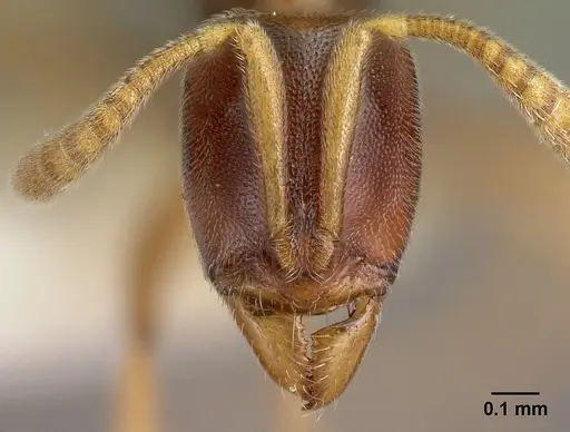 Hypoponera surda specimen