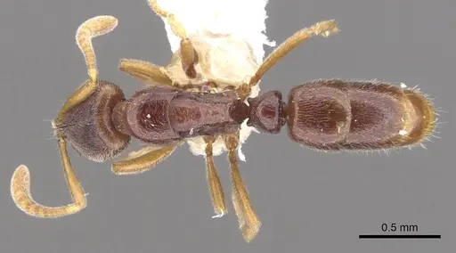 Hypoponera surda - CASENT0902547