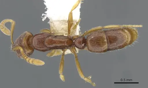 Hypoponera surda - CASENT0911178