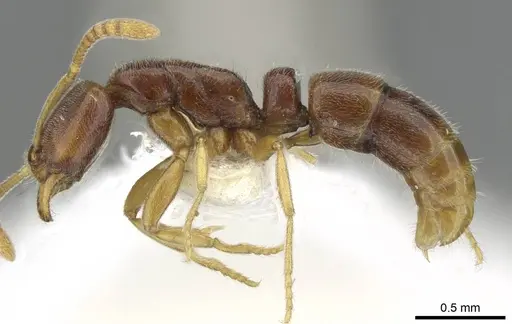 Hypoponera surda - CASENT0911178