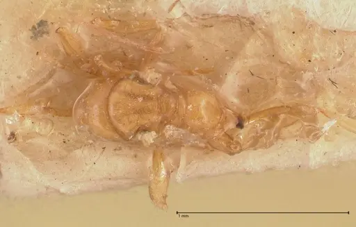 Hypoponera taprobanae specimen