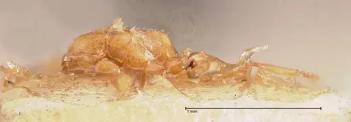 Hypoponera taprobanae specimen