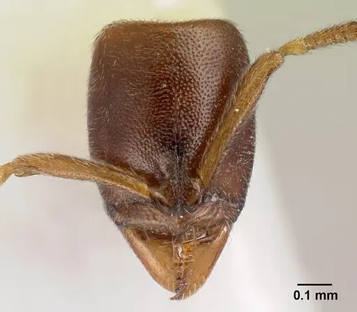 Hypoponera tecta specimen