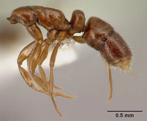 Hypoponera tecta specimen