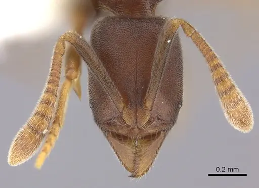 Hypoponera tenella specimen