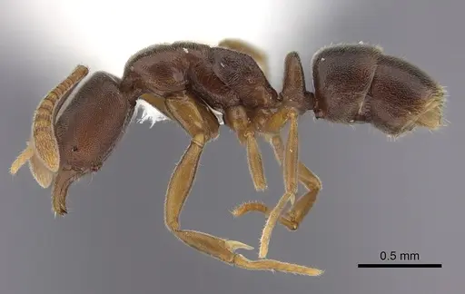 Hypoponera tenella specimen