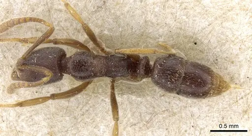 Hypoponera tenella - CASENT0903915