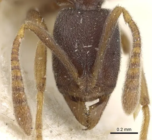 Hypoponera tenella - CASENT0903915