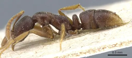 Hypoponera tenella - CASENT0903915