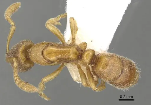 Hypoponera traegaordhi specimen