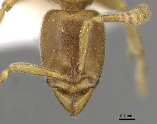 Hypoponera traegaordhi specimen