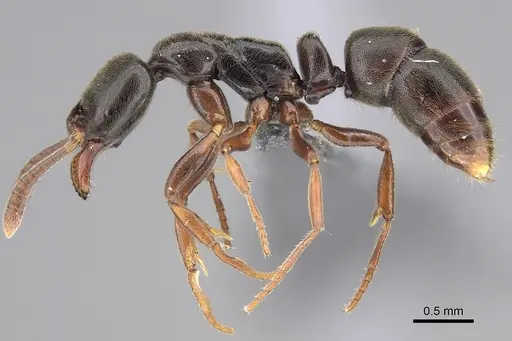 Hypoponera transvaalensis specimen