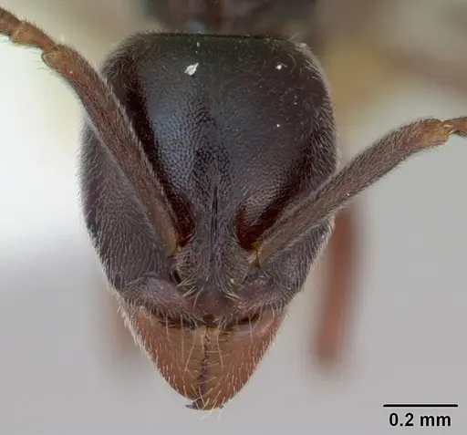 Hypoponera trigona specimen