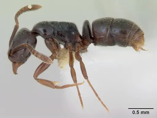 Hypoponera trigona specimen