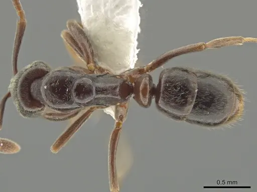 Hypoponera trigona - CASENT0635113