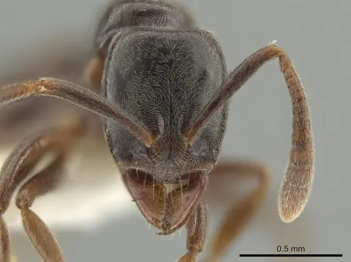 Hypoponera trigona - CASENT0635113