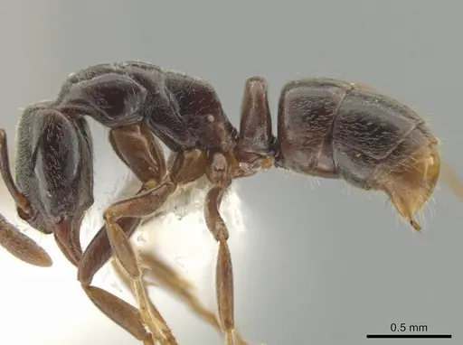 Hypoponera trigona - CASENT0635113