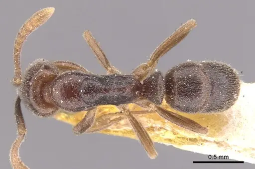 Hypoponera trigona - CASENT0902571